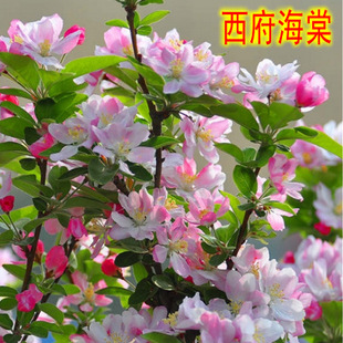 �e��ͥԺ�G���޽ӻ����������Ę��紹�z���ı������Ժ�����ľ
