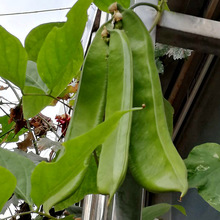 �󵶶��N�Ӓ��������൶���Gɫ�����ǷN���r�Ҳˈ@�߲˷N�����l