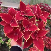 彩叶草盆栽室外花卉好养易活观叶庭院花园阳台植物红叶七彩变色紫