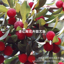 ��÷������޽���|����÷�����÷����÷���ϱ��������Nֲ