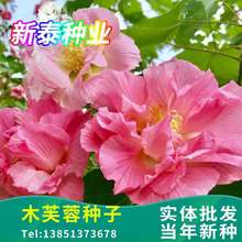 ľܽ�طN���ļ��\����ľ�Ȍٶ������ݱ�ֲ��ʴ�ԭ���bƯ���ÿ���