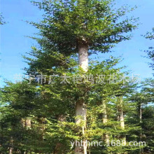 �Ռ��ЏV̫�G������ľ���F؛����С�~���ʼ��~���ʷ��ޙ�������