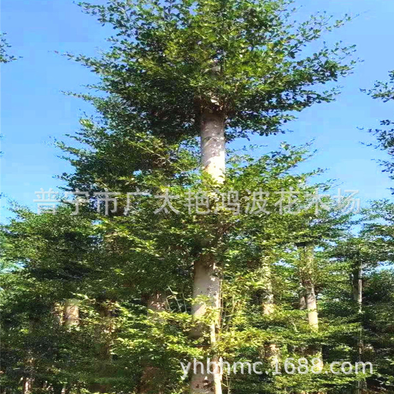 小叶榄仁容器苗细叶榄仁行道树园林景观工程苗木雨伞树5-25绿化树-阿里巴巴