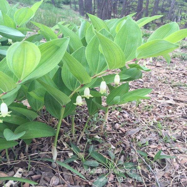 Polygonatum Seeds Polygonatum Seeds Ginger-type Multi-flowered…