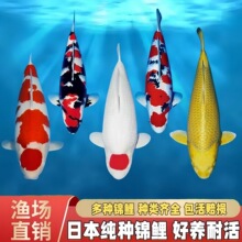 精品锦鲤鱼庭院池养日系锦鲤纯种观赏鱼黄金昭和孔雀血统三色红白