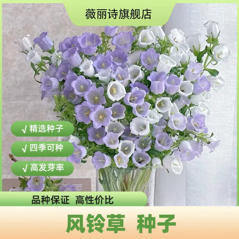 Семена колокольчика, семена четырехсезонных балконных цветов, семена декоративных многолетних цветов, легко цветущие и красивые, легко живущие семена цветов.