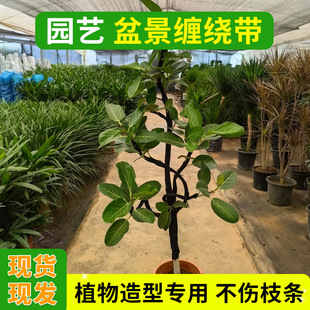 �辰���ýq���z���@ˇ���ϰ�֦�z���Gֲ���������z�������z�����l