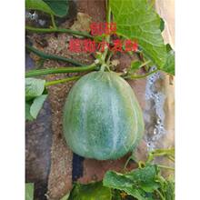 С������������ļ������ִ���Ƥ����������ѿ������ֹ�����