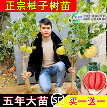 һ�����l�޽����Ә��m���Լt�ļt���������t���ֹ�������ϱ����N