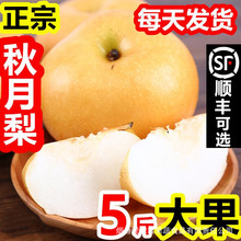 厂家批发秋月梨礼盒脆甜羊脂冰糖莱阳梨5斤非丰水黄梨批发代发
