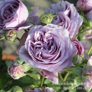 �{��ɫ�ٱ��¼��o��޹�²ݻ��h΢��ͥԺ�ļ��_������