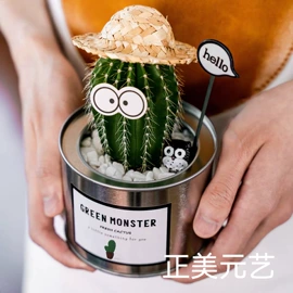 盆栽;栽培基质;观赏凤梨