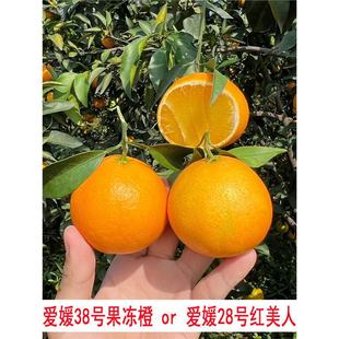 ����38̖�����ȳ��Ә������28̖�t���˽��Ә������Ե��Թ������
