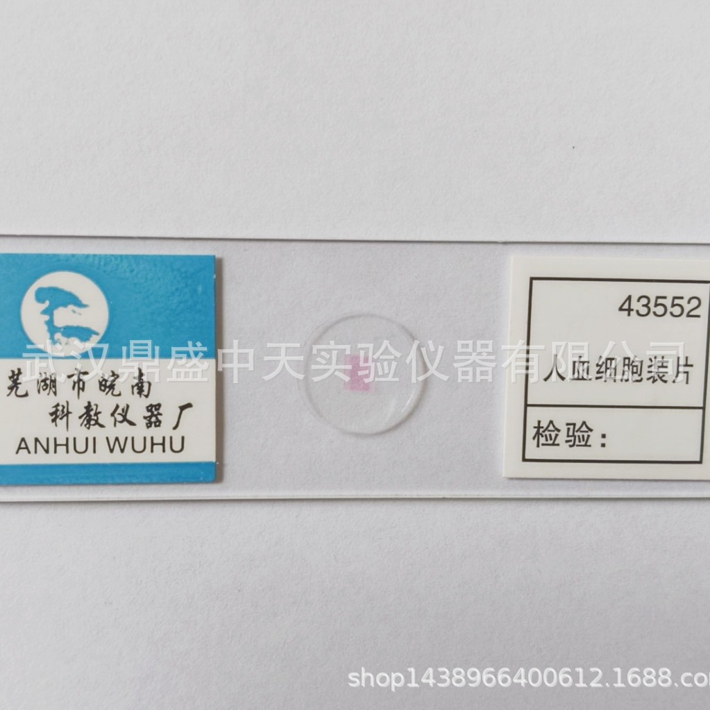 43552人血细胞装片43252叶片横切43253叶片气孔装片小学科学实验