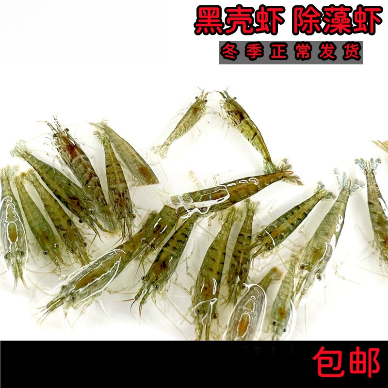 Черные креветки, креветки, удаляющие водоросли, свежие декоративные креветки, чистящие травяные креветки, пресноводные креветки, живые креветки сакуры, живые креветки, креветки холодной воды