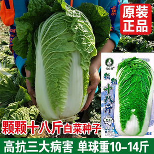 �w�wʮ�˽��ײ˷N������80��ڸ�������A�����L�ٶȿ��߲˷N��