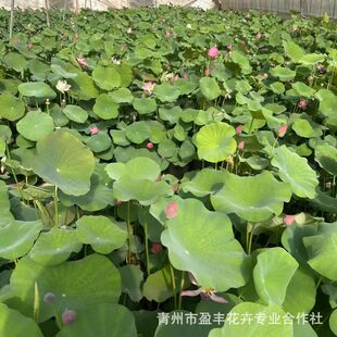 Aquatic Plant Ornamental Lotus Seedlings Bloom in the Same Year, Lotus Roots, Large Lotus Root Seedlings, Potted Lotus Root Seedlings, Hydroponics