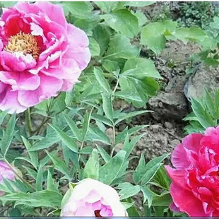 ��ș���K��ѿ���l�N���e�x��ĵ�����_��ș�������Ե��ԷN�絤�^��