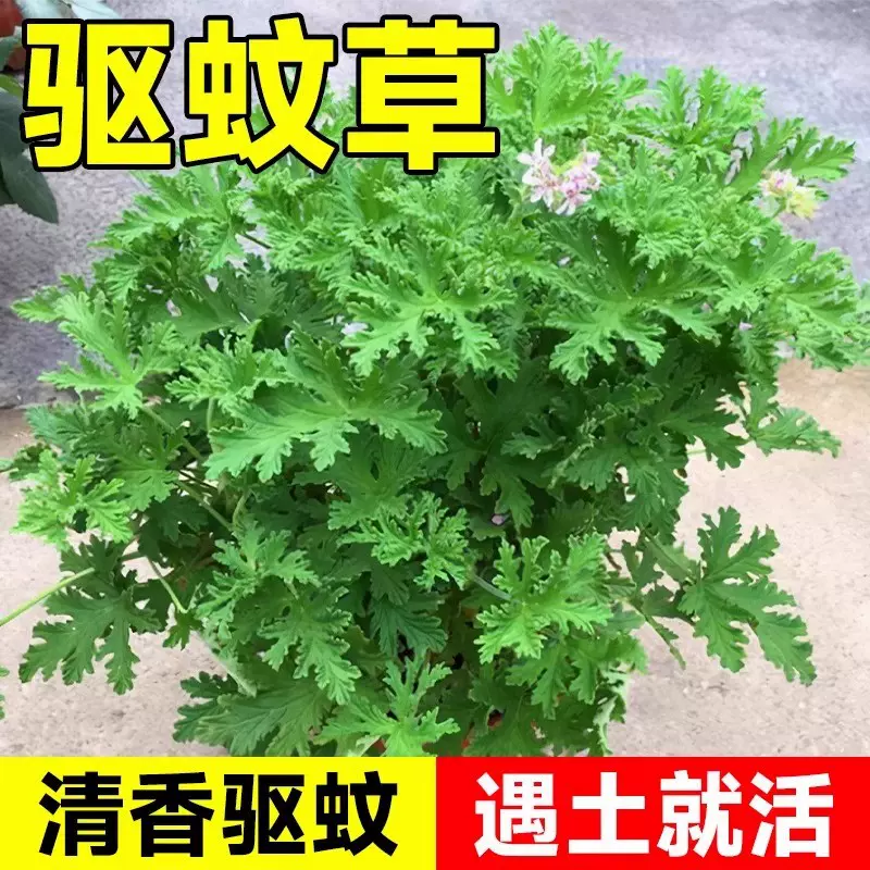 驱蚊草花种籽子庭院室内外阳台四季播种开花艾草罗勒薄荷驱虫