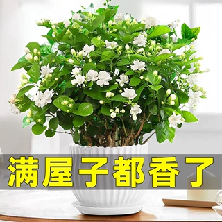茉莉花苗盆栽带花苞室内四季开九里香老桩驱蚊水培栀子花卉绿植物
