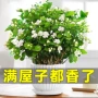 驱蚊四季植物水培茉莉花苗