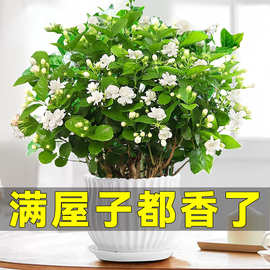 茉莉花苗盆栽带花苞室内四季开九里香老桩驱蚊水培栀子花卉绿植物