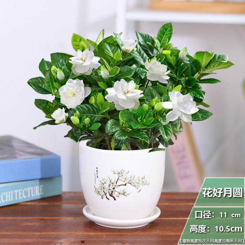 [중국풍] 치자나무 1개 + 화하오위에위안 세라믹 화분 + 영양비료