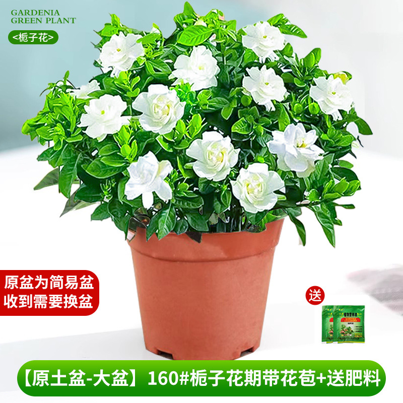 [Bacia de solo original - bacia grande] 160 # Período de floração da gardênia com botões + fertilizante grátis