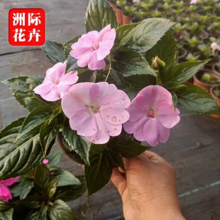 ���ݻ������l�����P����ľ   �����P������  ���N�ݻ�