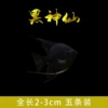 3cm black fairy 5 pack