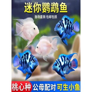 �����W�^�~�^�p�~���w��ˮ�~����B�ͻ�׽����{�W�^�~�ɷ�ֳ�N�~