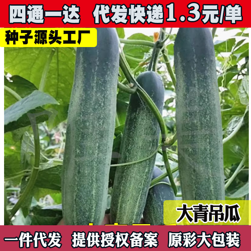 花青大吊瓜种子春秋季大青瓜耐热旱黄瓜种籽四季农家菜园蔬菜种孑