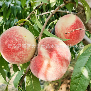 �Ҙ���1-3���ּ޽����� �Ҙ䌍���� �ڸд����������t���Ҙ���