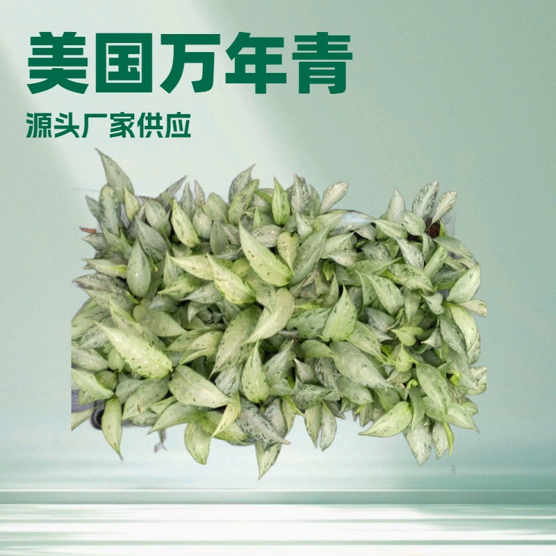 Поставщик рассады комнатных растений, американских вечнозеленых растений (снежное дерево), оптовая продажа рассады для садовых цветов.