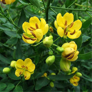 Snake-Killing Seeds, Phoenix Grass to Repel Snakes, Strange Flowers to Repel Insects and Mosquitoes, Snake-Killing Grass Seeds, Wangjiangnan