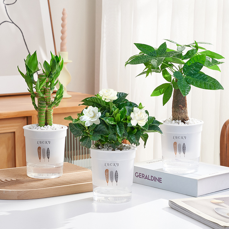 행운죽 + 치자나무 + 돈나무(삼엽흡수대) + 영양액