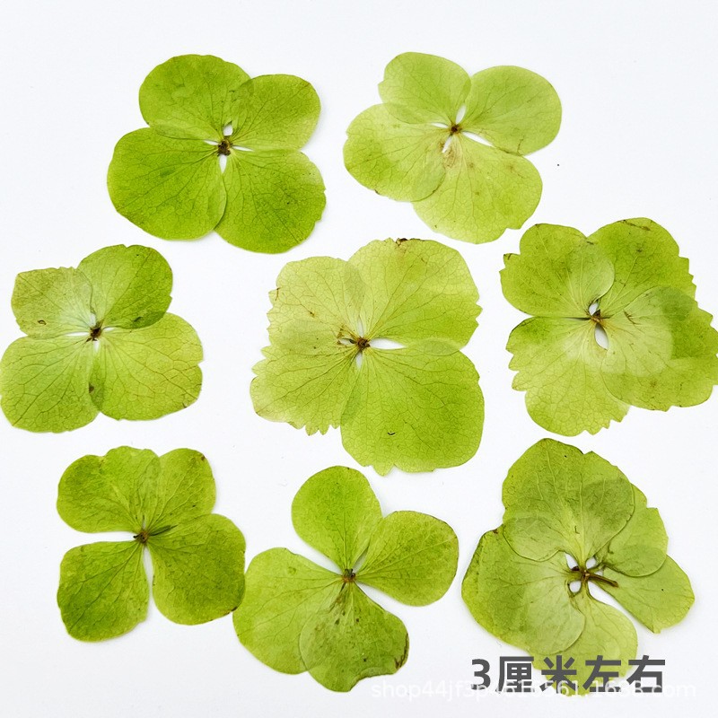 重瓣绣球