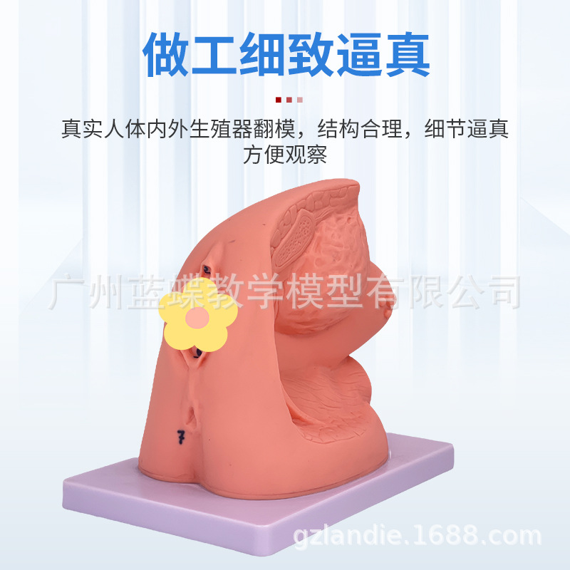 Ů��������ֳ������ ���׵���ѵ����ʾ��ϰ ��������ϵͳ��ѧģ��