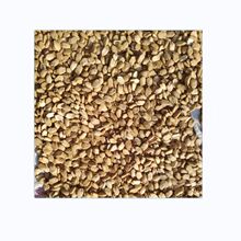 好阳光优质新鲜种子苦瓜种子抗病瓜型靓产量好