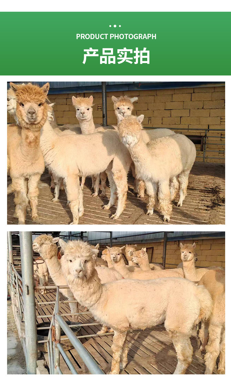 羊驼详情页_06.jpg