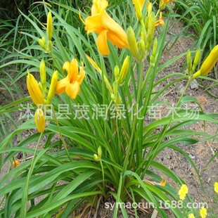 Supply of Cold-Resistant Ground Cover Perennial Florals Golden Doll Hemerocallis Seedlings Courtyard Road Park Greening with Strong Adaptability