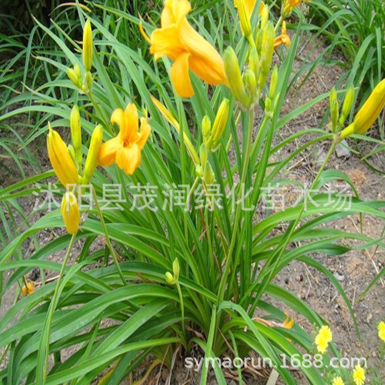 供应耐寒地被宿根花卉金娃娃萱草苗 庭院 道路 公园绿化适应性强