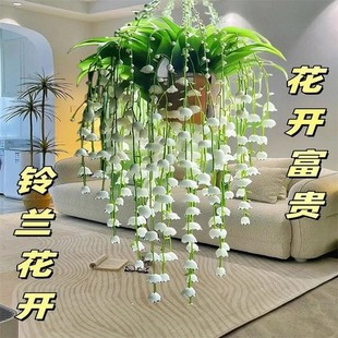 Lily of the Valley Root Potted Plant Imported Cold-Resistant Bulb with Buds That Bloom in All Seasons for Balcony Indoor and Outdoor Easy-To-Grow Flower Roots