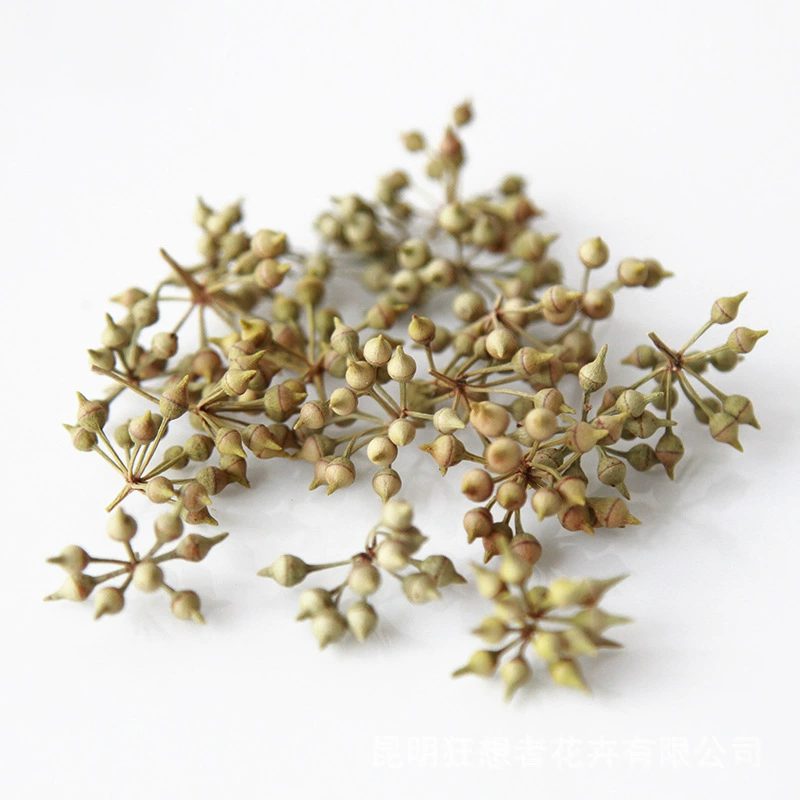 Dry Flower DIY Materials [Dry Fruit] Madman Sommelier Candle Plant Simagon Handmade Class Dry Flower Dry Branches Material