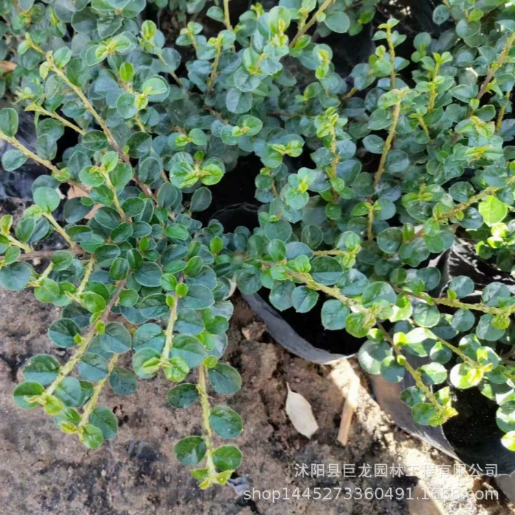 Основание цветка Сунцзы с плоскими ветвями в Сюцяне, проект по зеленению горшечных саженцев Сунцзы с плоскими ветвями, ландшафтный дизайн парковых дорог.