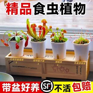 Potted Venus Flytrap, Extra Large Venus Flytrap, Giant Pitcher Plant, Nepenthes, Carnivorous Plant, Cannibal Flower, Mosquito Repellent Plant