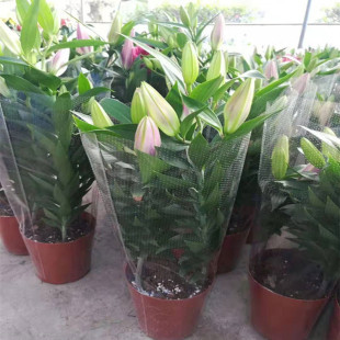 ˮٺϰٺϻ҃ԳƷ玧ļBֲﻨܷɫt