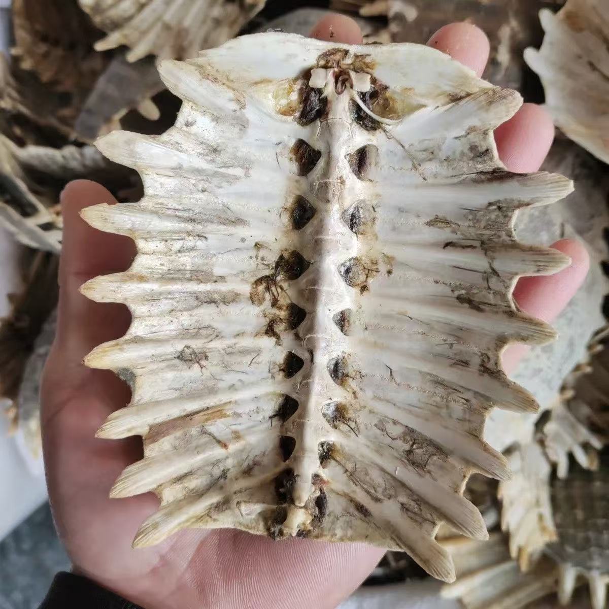 Bie Jia (Trionyx sinensis) Dried Turtle Shell Pieces — Traditional Chinese Herb, 500g specifications