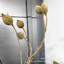 【刺梨果】自然果实花刺梨果 家居软装插花 婚庆装饰摆设拍照道具