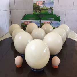现货供应非洲驼鸟蛋礼盒鸵鸟蛋 观赏雕刻鸵鸟蛋 鸵鸟蛋工艺品
